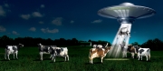 Cow Abduction ad