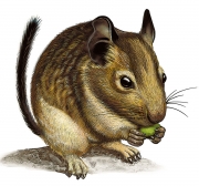 Degu for package